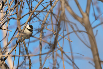 Fototapeta premium Carolina chickadee perched on a branch.