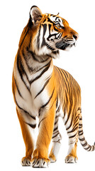 Obraz premium Majestic Bengal tiger in side profile standing on white background / PNG