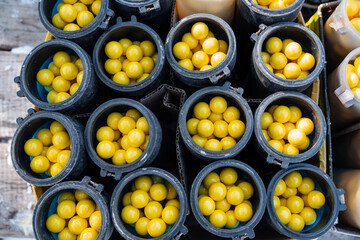 A collection of several bowls, each one filled to the brim with bright yellow balls, arranged...