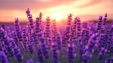 Fototapeta premium Purple lavender plants in field glow softly at sunset. Flower stalks close up under warm sunlight. Scenic countryside beauty.