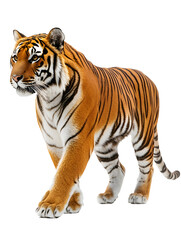 Obraz premium Majestic Bengal tiger in side profile standing on white background / PNG