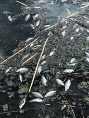 Ecosystem Distress A Heartbreaking Scene of Dead Fish Littered Across Polluted Water, Surrounded by...