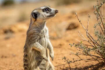 Fototapeta premium Meerkat Stands Upright in Desert Landscape, Scanning Surroundings While Seeking Safety at Dusk Generative AI