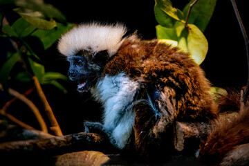 Baby Cotton top tamarin
