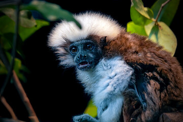 Baby Cotton top tamarin