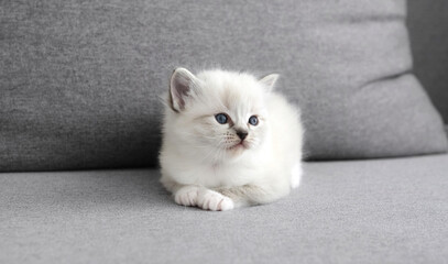 Adorable Little White Kitten Lying On Sofa