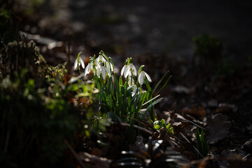 spring forest, bare trees, first spring flowers, moss, last year's dry leaves