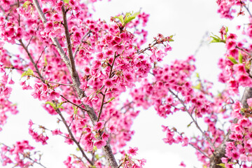 Fototapeta premium Sakura