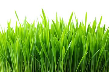 Vibrant Green Grass Blades Background Image Lush Nature Spring Summer