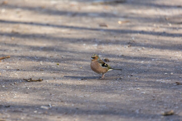 Common chaffinch on sunlit ground, Augsburg, Siebenbrunn, Germany, March 2025