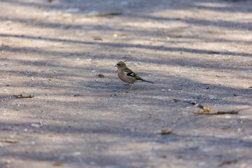Common chaffinch on sunlit ground, Augsburg, Siebenbrunn, Germany, March 2025