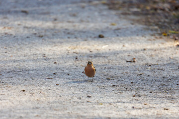 Male common chaffinch on sunlit path, Augsburg, Siebenbrunn, Germany, March 2025