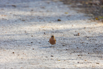 Male common chaffinch on sunlit path, Augsburg, Siebenbrunn, Germany, March 2025