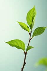 Obraz premium Single slender branch on white with delicate twigs and leaves, tree, green