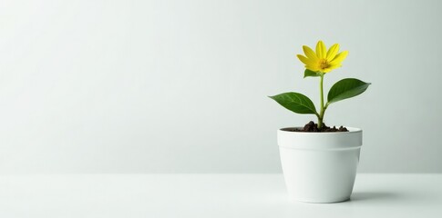 Single small flower growing in a small pot on white surface, plant, green, grow