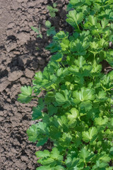 Fresh young parsley in the garden bed. harvest. High quality photo