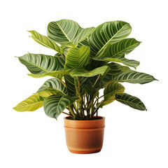 Small Pot Plant Isolated On White Background	