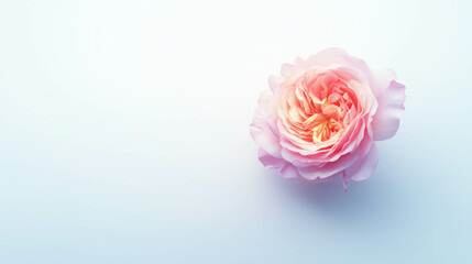 Elegant pink rose on light background - perfect for floral and romantic designs