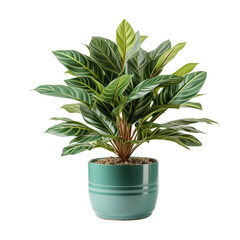 Pot Plant Isolated On White Background	