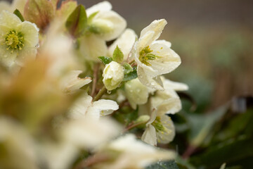 kremowy ciemiernik w kroplach deszczu, Helleborus	