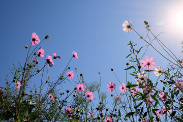 Pink and white cosmos flowers bloom against a clear blue sky with sunlight shining through