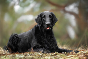 cute flat coated retriever dog lying outdoors in the forest