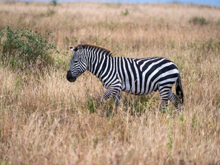 A young zebra strides through the savannah.