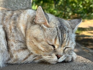 Cute cat sleeping on the floor. 
