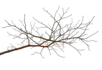 Obraz premium Bare, intertwined branches isolated against a pure white backdrop, macro, rustic
