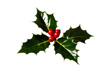 holly leaves and berries isolated  on transparent  background