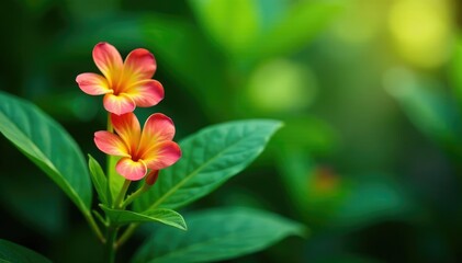 Delicate damiana flowers against lush green foliage, greenery, tropical