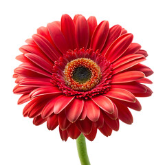 , red gerbera daisy isolated on white backgroud .PNG