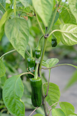 Planta de pimiento verde en crecimiento con frutos de diferentes tamaños.