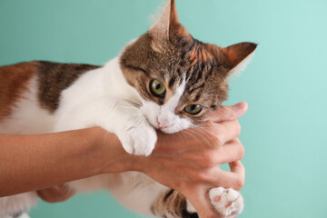 Domestic cat lovingly bites woman's hand on blue background