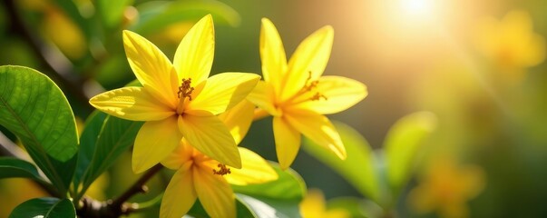 Obraz premium Sunlit yellow ylang ylang Cananga odorata flowers on tree branches, sunlight, fragrant blossoms