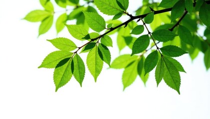 Fototapeta premium High angle shot of an isolated tree branch on white background, foliage, nature, greenery
