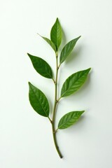 Fototapeta premium High detail shot of a small plant on white background, foliage, botanical