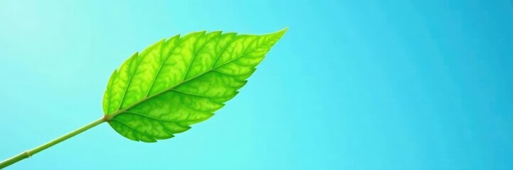 Obraz premium Isolated green leaf against sky blue background, plant, botanical