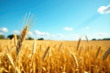 Naklejka premium The blue sky provides a striking backdrop for the wheat, wheat, farm