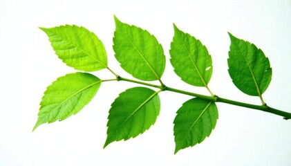Obraz premium lush green leaves on a branch isolated on white background, stem, branch, nature