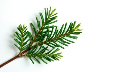 Naklejka premium Single isolated branch of fir tree on white background, coniferous, evergreen