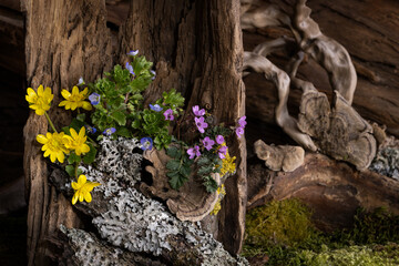 exquisite, delicate floral arrangement of colorful spring flowers against a background of wild untreated wood and moss
