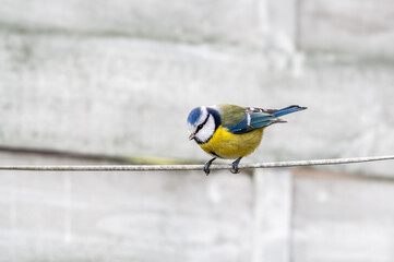 ptak sikorka modraszka (Cyanistes caeruleus) © Henryk Niestrój