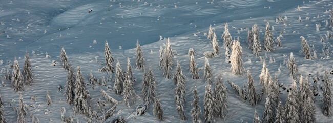 A high-angle shot of snow-covered evergreen trees on a hillside. The trees are dusted with snow, and the ground is covered in a thick layer of white. Passo Valles, Trentino, Italy
