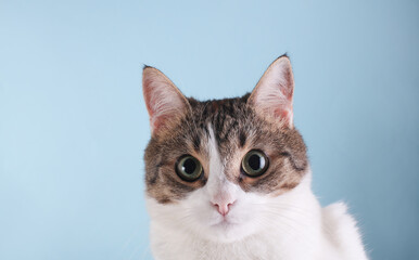 Portrait of a cute domestic cat on a blue background