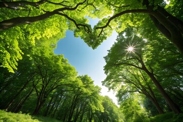 Fototapeta premium Serene Forest Canopy with Sunlight and Lush Green Trees