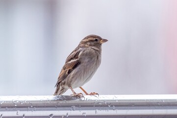 ptak wróbel stoi na poręczy metalowej na balkonie mieszkania © Henryk Niestrój