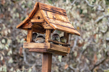 stado mazurków w karmniku, podobne do wróbli 