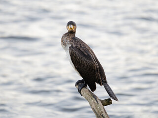 Cormorant, Phalacrocorax perched on the branch