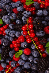 Blackberry, raspberry, blueberry,  red currant and mint background.